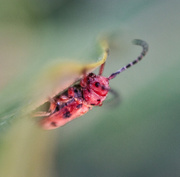 29th Jul 2018 - milkweed bug