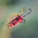 milkweed bug by aecasey
