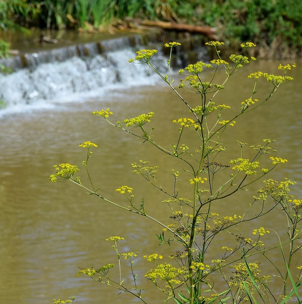 Lakefront flower by kork