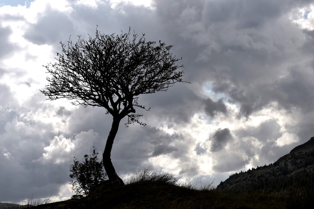 tree and clouds by christophercox