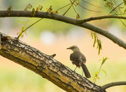 27th Jul 2018 - Mockingbird in My Tree