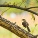 Mockingbird in My Tree by kareenking