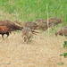 DSCN1149 pheasant family by marijbar