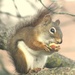 Our little pine squirrel is back  by bruni