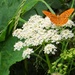 Beech Wood Butterfly by will_wooderson