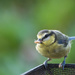 Hangry bird by rumpelstiltskin