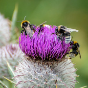 29th Jul 2018 - Busy Bumble Bees 