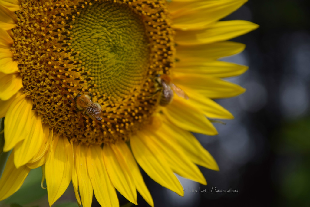 bees in sunflower by parisouailleurs