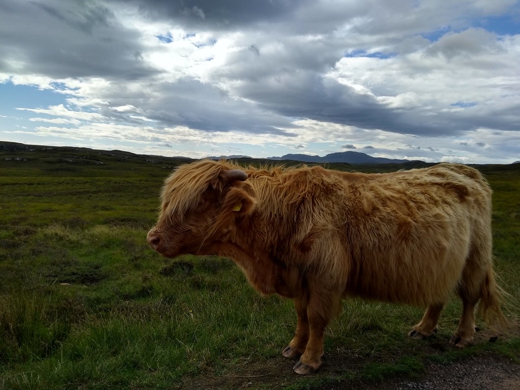 Cow by road by clairemharvey