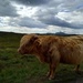 Cow by road by clairemharvey
