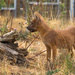 Dhole Pup by leonbuys83