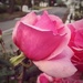 Rose  by salza