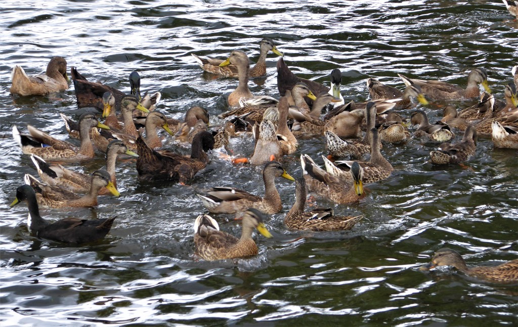  Duck Feeding Frenzy  by susiemc