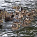  Duck Feeding Frenzy  by susiemc