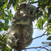 dynamic tension anyone? by koalagardens