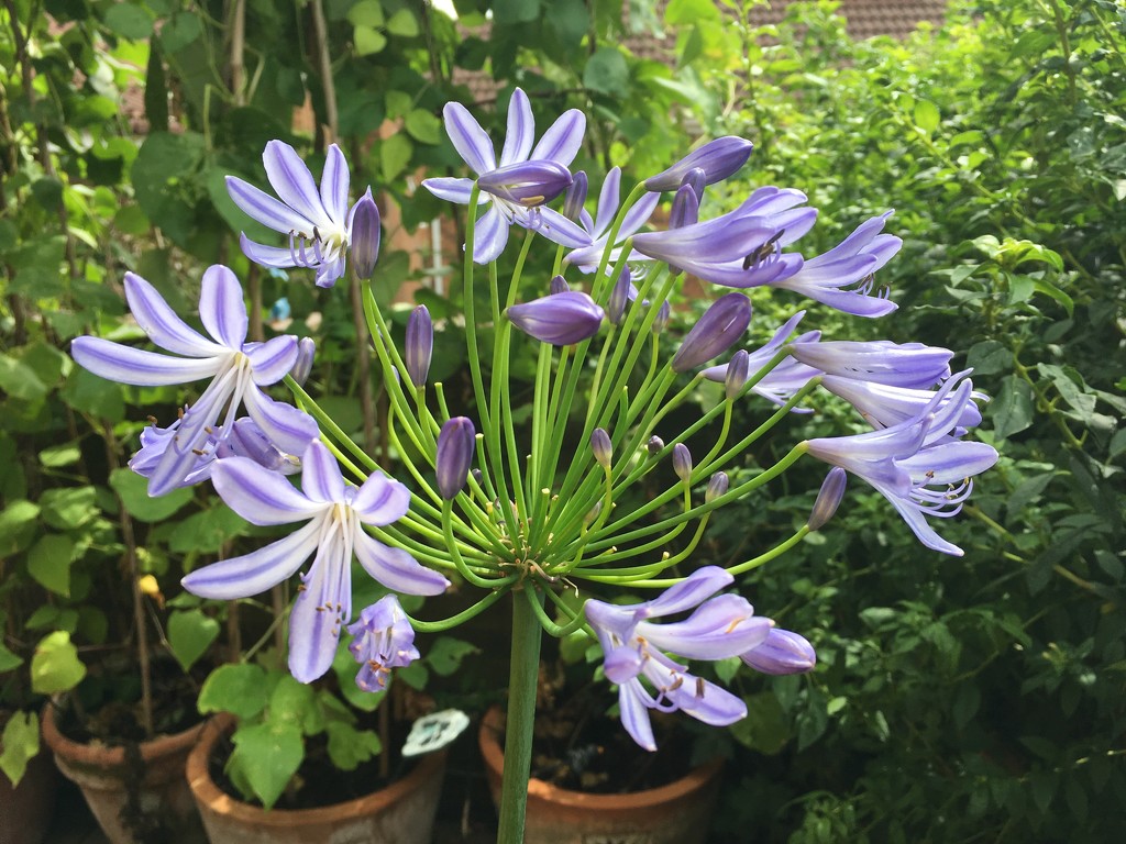 Agapanthus by 365projectmaxine