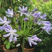 Agapanthus by 365projectmaxine