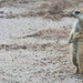 meerkat by ulla