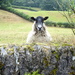 surprised sheep! by anniesue