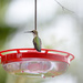 It's a humming bird ... Yeah!!!! by fayefaye