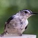 Another feeder bird by jeffjones