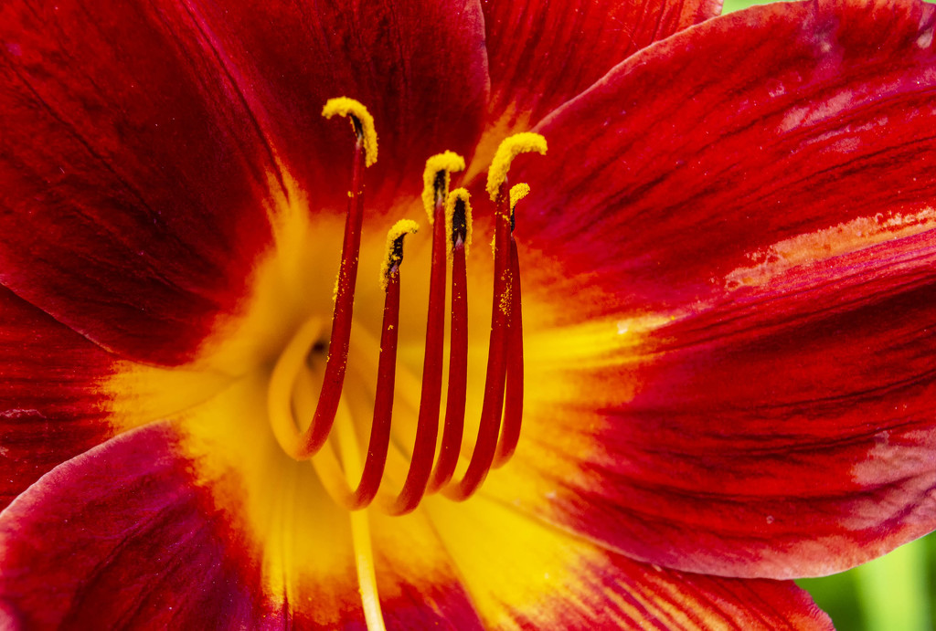 Macro Lily by jeffjones