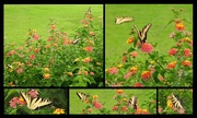 30th Jul 2018 - Three yellow swallowtail butterflies