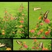 Three yellow swallowtail butterflies by homeschoolmom