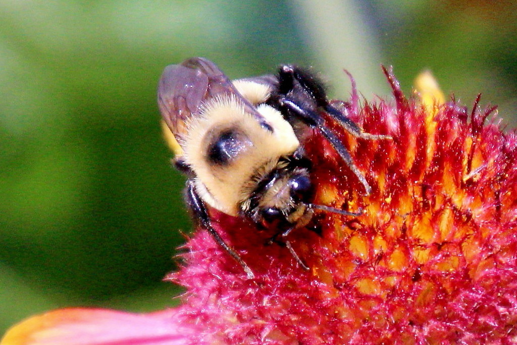 Worker Bee by randy23
