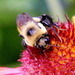 Worker Bee by randy23