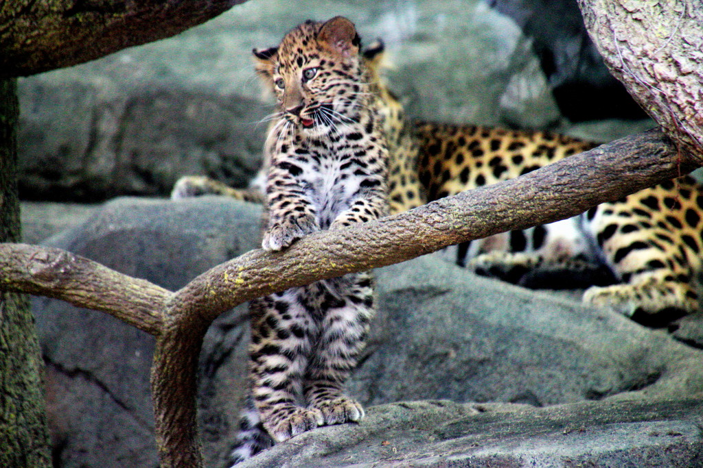 Leopard Cub Looking Over The Situation by randy23