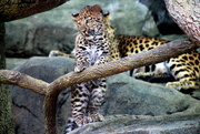 28th Jul 2018 - Leopard Cub Looking Over The Situation