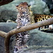 Leopard Cub Looking Over The Situation by randy23