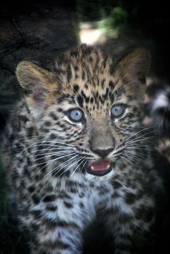 Leopard Cub by randy23