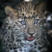 Leopard Cub by randy23