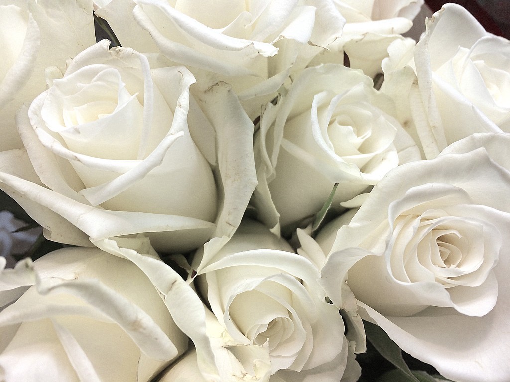 White roses by homeschoolmom