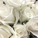 White roses by homeschoolmom