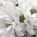 White daisies by homeschoolmom