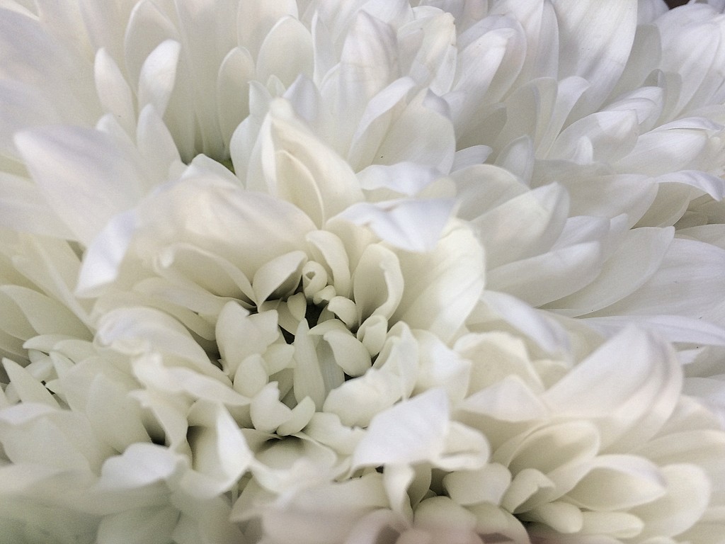 White petals by homeschoolmom