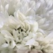White petals by homeschoolmom