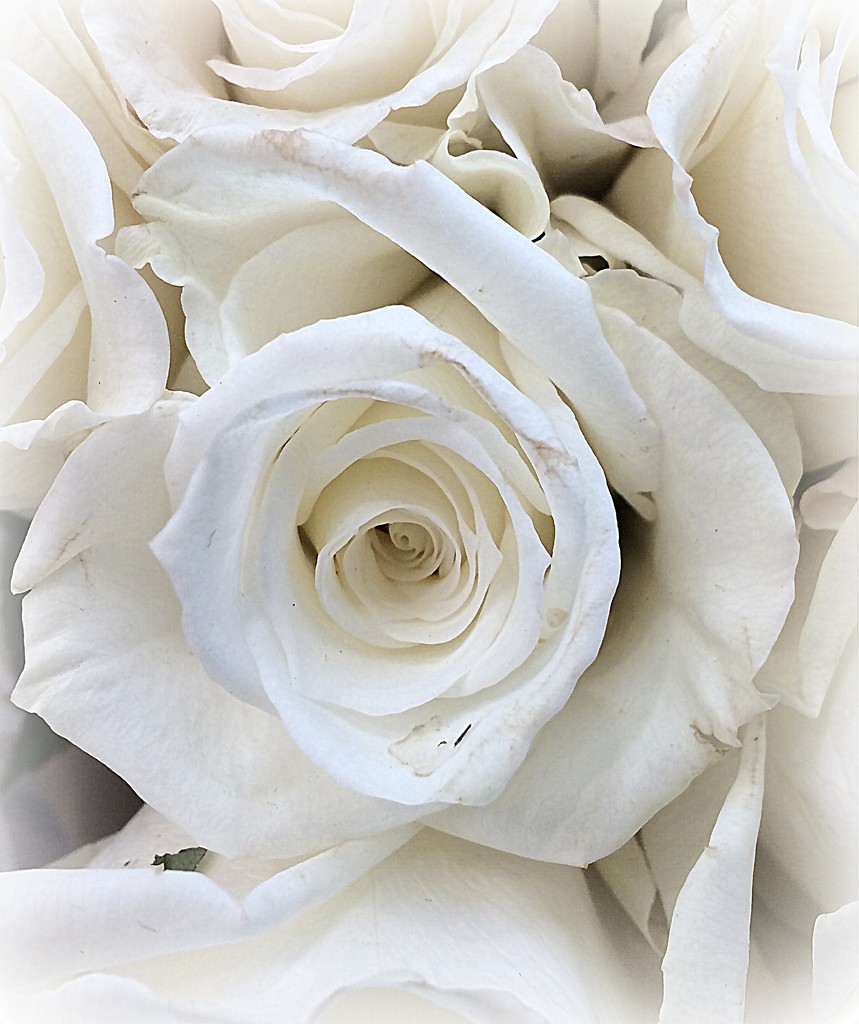 White Rose by homeschoolmom