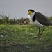 Masked Lapwing by kgolab
