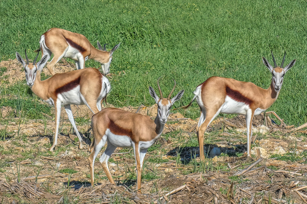 Springbuck are happy to feed by ludwigsdiana