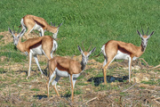 31st Jul 2018 - Springbuck are happy to feed