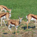 Springbuck are happy to feed by ludwigsdiana