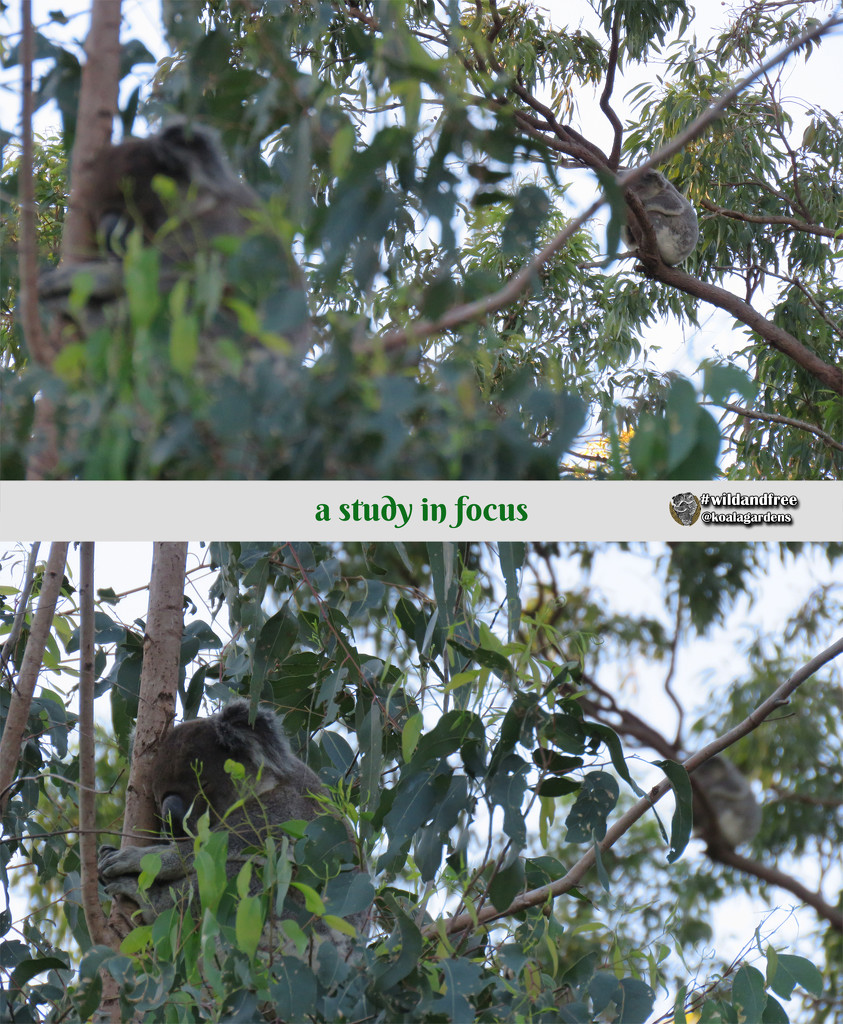 Jordan and Tucker in focus by koalagardens