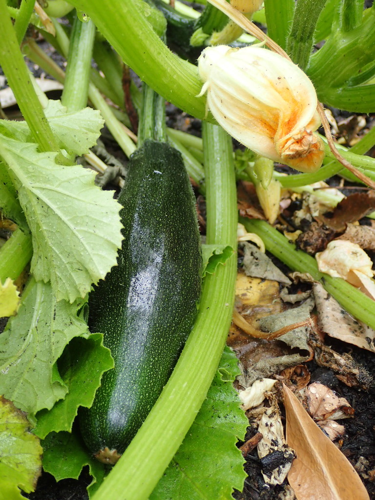 Home grown courgette by mattjcuk