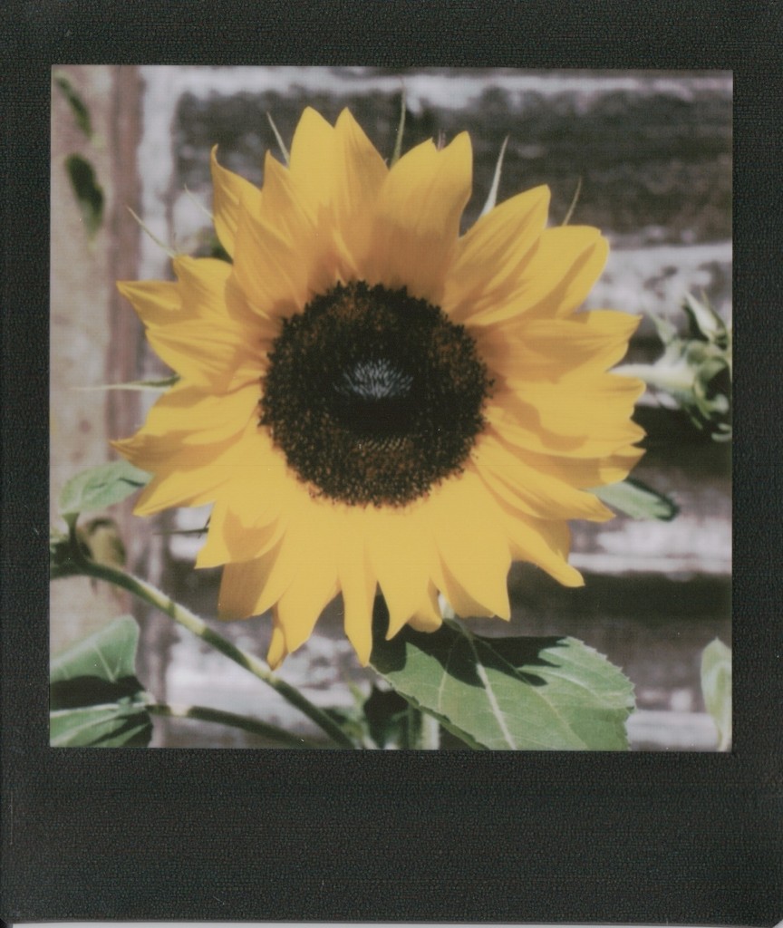 Sunflower by mattjcuk