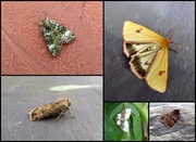 31st Jul 2018 - Garden moths 24
