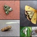 Garden moths 24 by steveandkerry